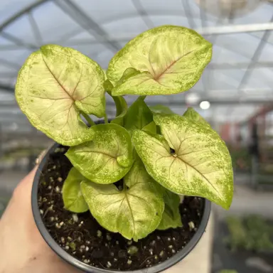 Syngonium Golden Allusion plant with colourful foliage.