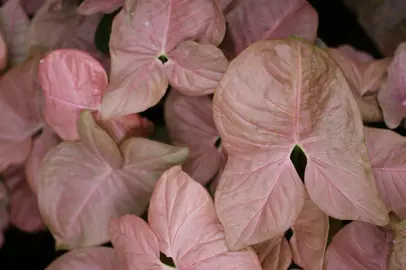 Syngonium Neon Robusta pink foliage.