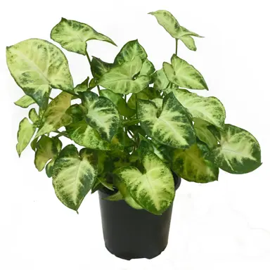 Syngonium Pixie plant with colourful foliage.