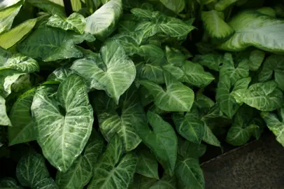 Syngonium White Butterfly plants with elegant green foliage.