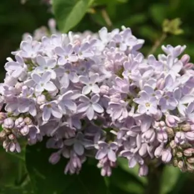 Syringa 'Clarks Giant' pink flowers.