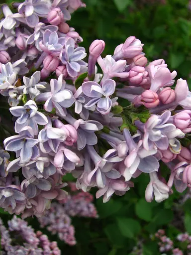 Syringa 'Condorcet' pink flowers.