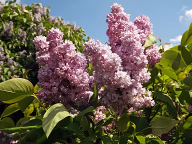 Syringa 'General Pershing' pink flowers.