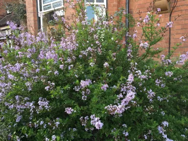 Syringa laciniata shrub with pink flowers and green foliage.