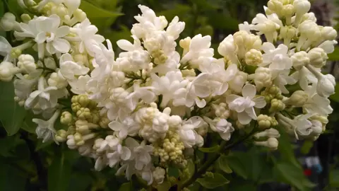 Syringa 'Madame Lemoine' white flowers.