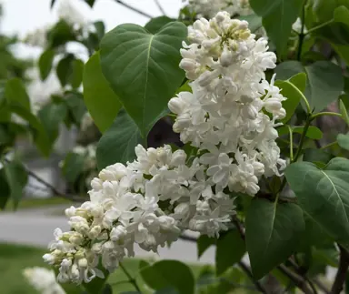 Syringa 'Madame Lemoine' white flowers and lush green foliage.