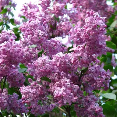 Syringa 'Marechal Foch' flowers.