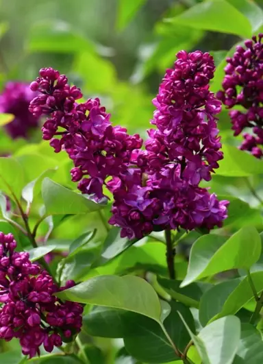 Syringa 'Mrs Edward Harding' plant with dark pink flowers.