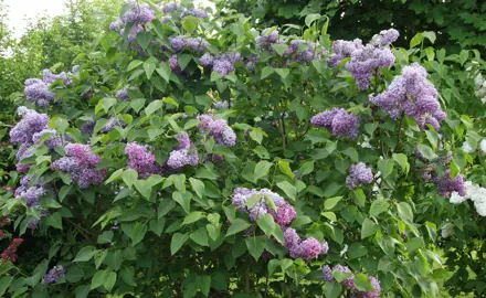 syringa-pats-lilac-