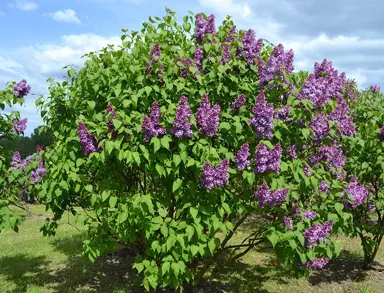 syringa-pats-lilac-2