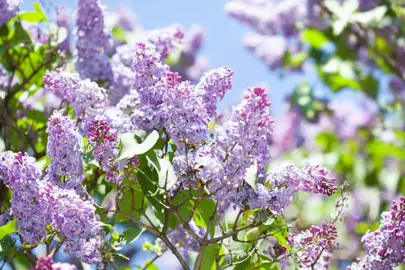 syringa-pats-lilac-3