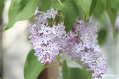 syringa-pats-lilac-4