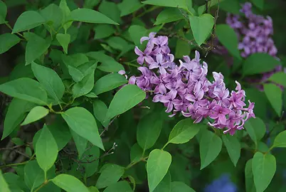 syringa-persica--1