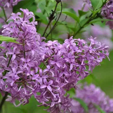 syringa-persica--2