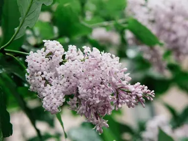 syringa-persica-