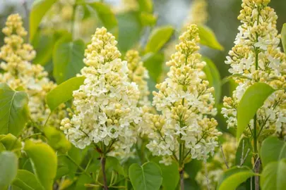 syringa-primrose-