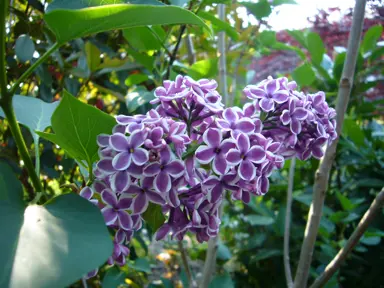 Syringa 'Ruhm von Horstenstein' dark pink flowers.