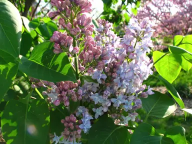 Syringa vulgaris 'Charles Joly' pink flowers and green foliage.