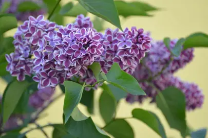 syringa-sensation-1