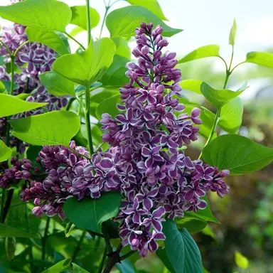 syringa-sensation-2