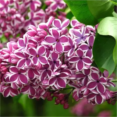 syringa-sensation-3