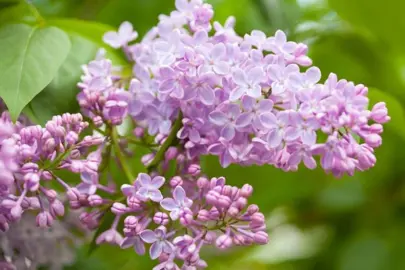 Syringa vulgaris pink flowers.