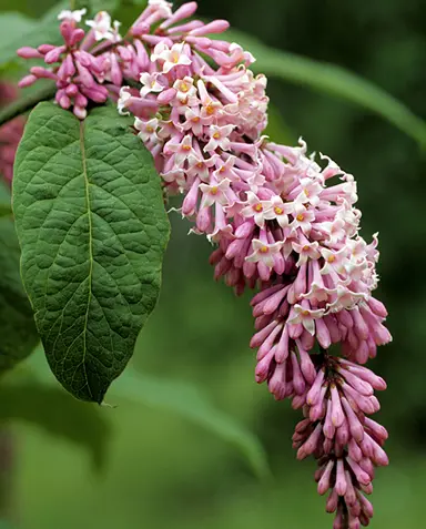 syringa-komarowii-1