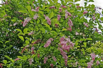 syringa-komarowii-3