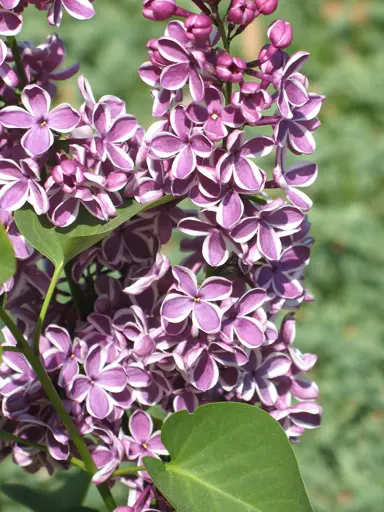 syringa-scensation-1