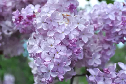 syringa-esther-staley-4