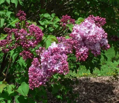 syringa-esther-staley-5