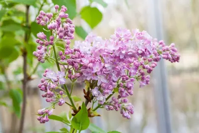 syringa-katherine-havemeyer-