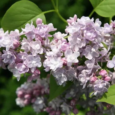 syringa-katherine-havemeyer-1