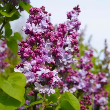 syringa-katherine-havemeyer-2