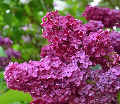 syringa-souvenir-de-louis-spaeth-