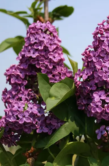 syringa-souvenir-de-louis-spaeth-2