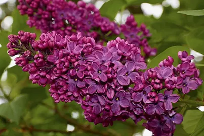 syringa-souvenir-de-louis-spaeth-3