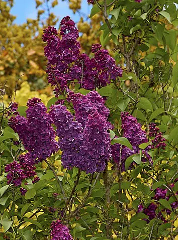 syringa-souvenir-de-louis-spaeth-4