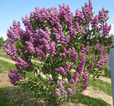 syringa-souvenir-de-louis-spaeth-5