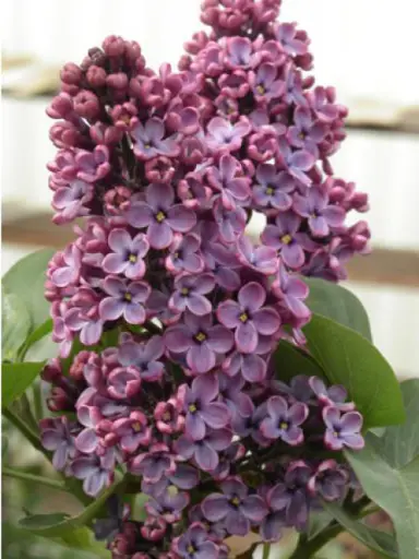 syringa-souvenir-de-louis-spaeth-6