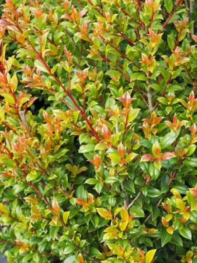 Syzygium australe 'Brilliant' foliage.