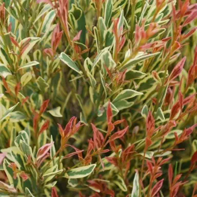 Syzygium australe 'Variegata' green and cream-coloured leaves.