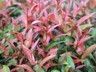 Red foliage on Syzygium 'Bush Christmas' plants.