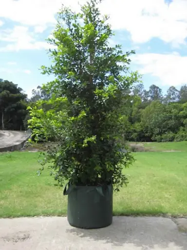 Syzygium obelisk tree growing in a bag.