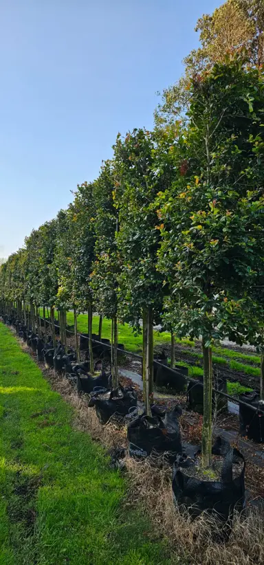 Syzygium Resilience pleached hedge.