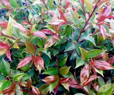 Red foliage on Syzygium 'Winter Lights' plants.