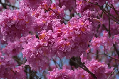 Tabebuia rosea tree with masses of pink flowers.