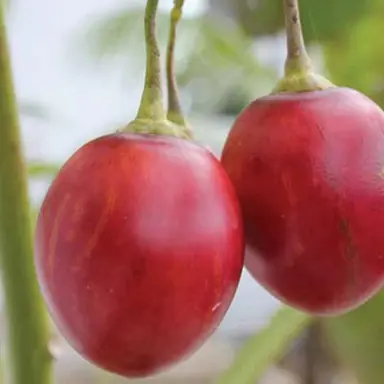 tamarillo-tango-