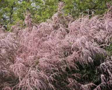 Tamarix chinensis shrub with masses of pink flowers.