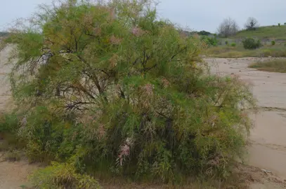 Tamarix ramosissima shrub with pink flowers.